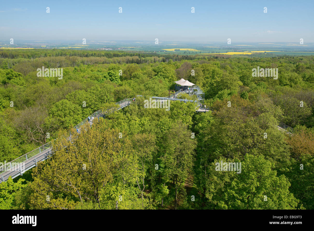 Baumkronenpfad oder Canopy Walk Weg im Frühjahr Wald, Nationalpark Hainich, Thüringen, Deutschland Stockfoto