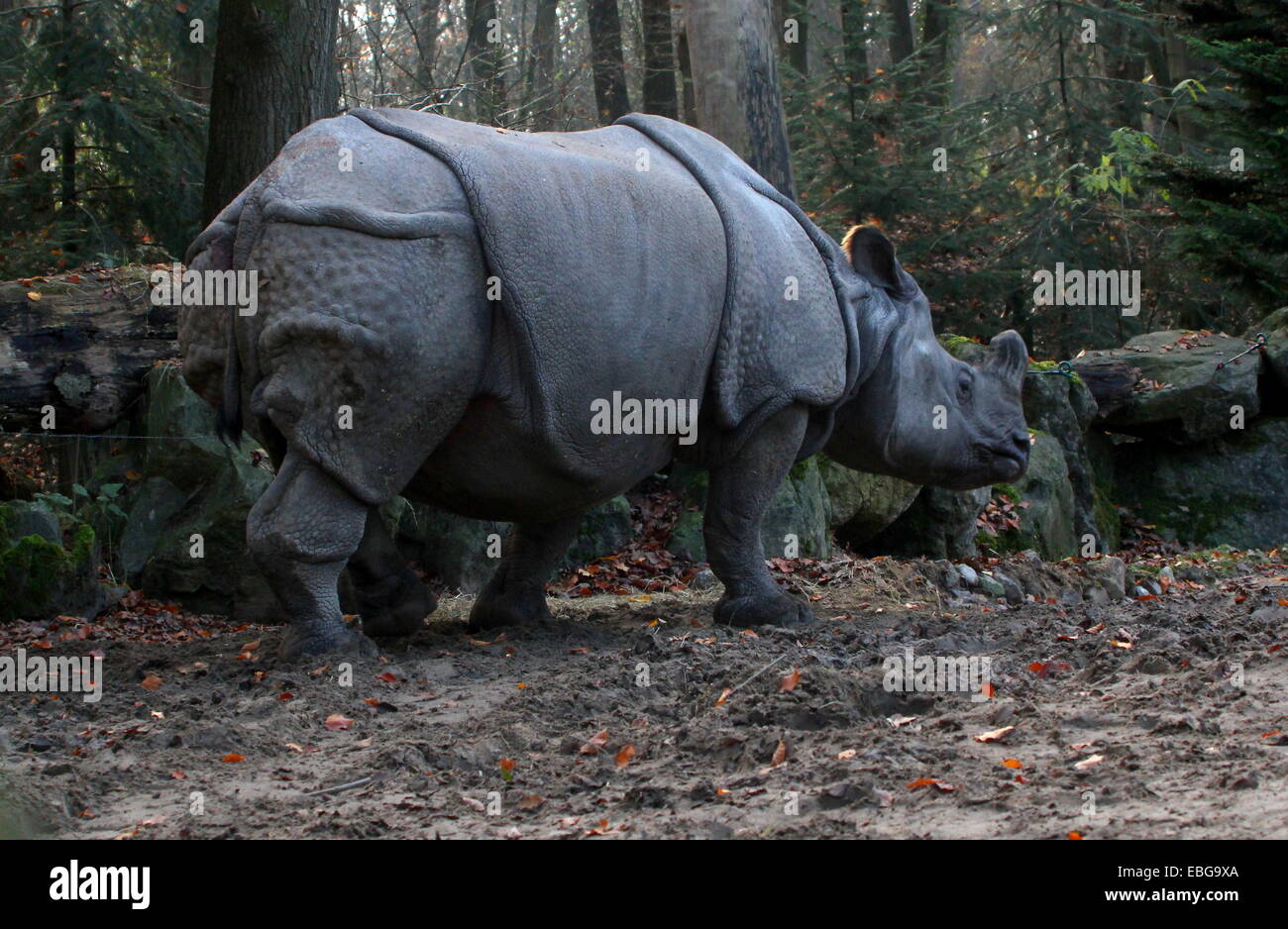 Mehr ein-gehörnte Panzernashorn (Rhinoceros Unicornis) Stockfoto