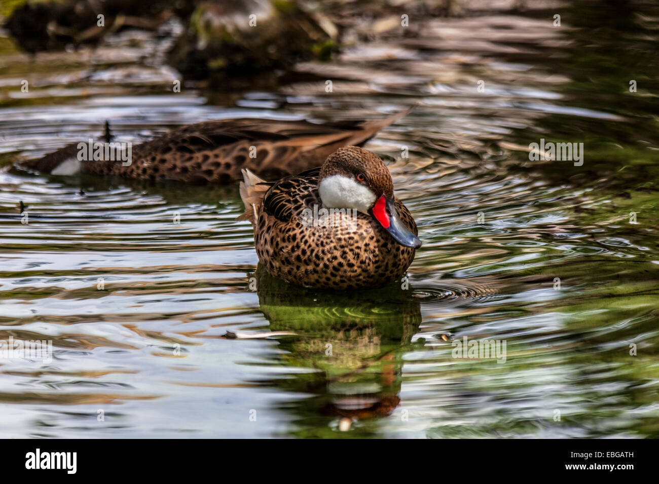 Die weißen Wangen Pintail (Anas Bahamensis), auch bekannt als die Bahama Pintail oder Sommer-Ente in Santo Domingo, Hispaniola Islan Stockfoto