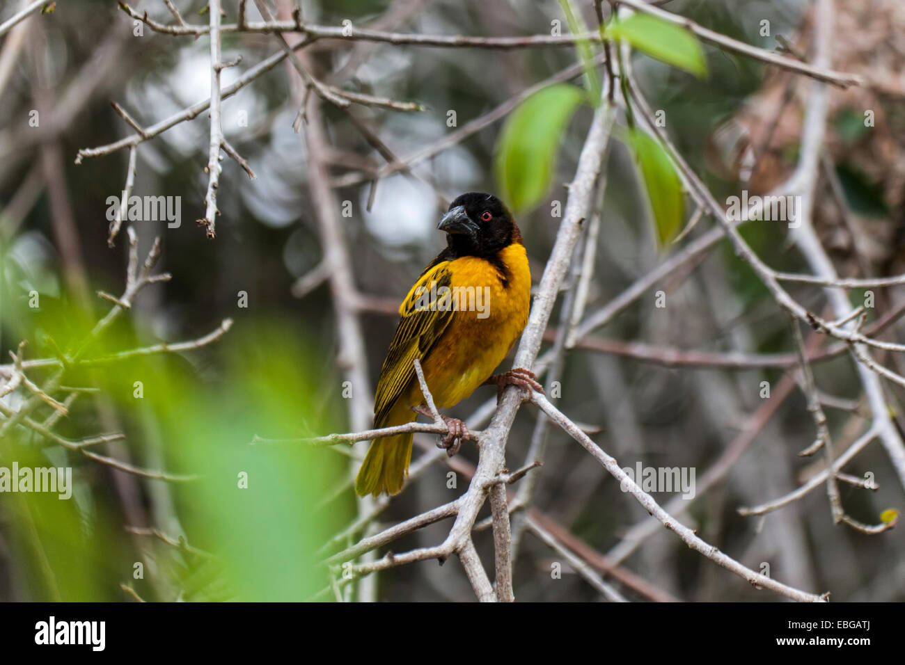 Der Dorf-Weber (Ploceus Cucullatus), auch bekannt als gesichtet-backed Weaver oder Black-headed Weaverin der Insel Hispaniola, Stockfoto