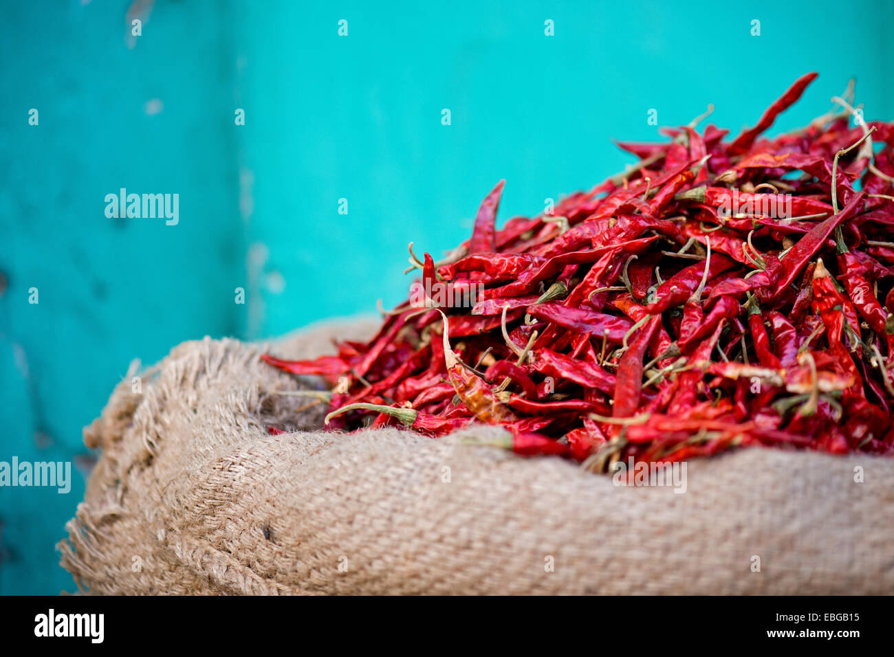Rote Chilis in meschotschek gegen eine türkisfarbene Wand, Bassi, Rajasthan, Indien Stockfoto