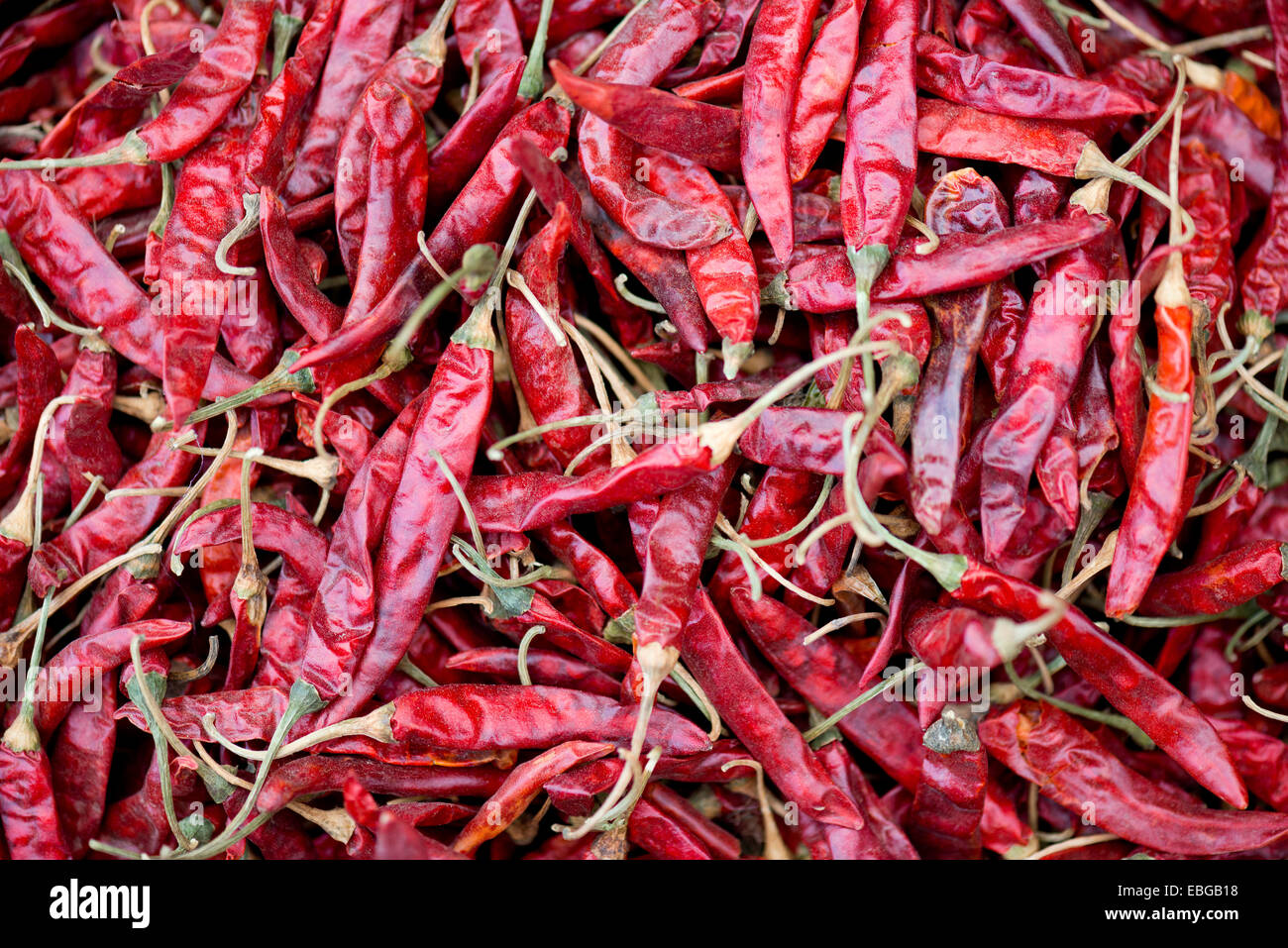 Rote Chilischoten, Bassi, Rajasthan, Indien Stockfoto