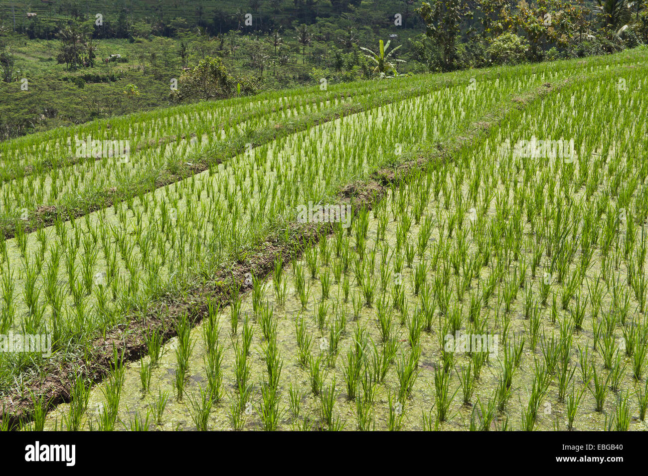 Junge Reis Pflanzen auf dem Reisfeld, Sidemen, Bali, Indonesien Stockfoto