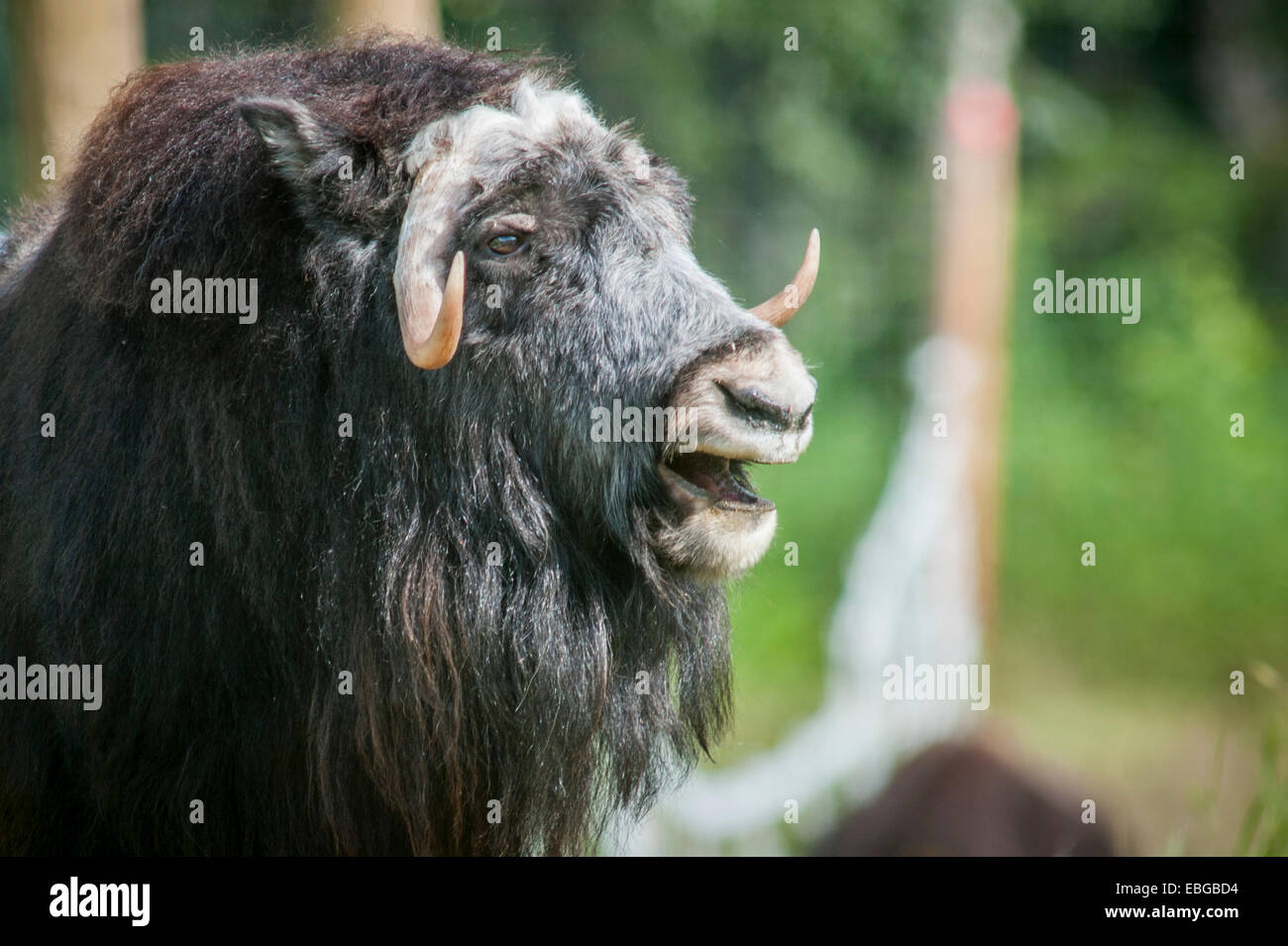 Moschusochsen (Ovibos Moschatus) stehen in einem Feld in Alaska. Stockfoto