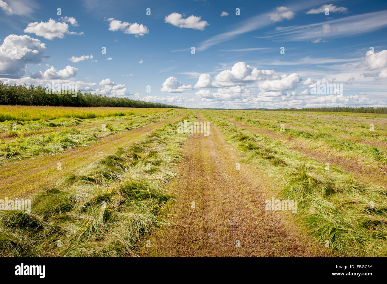 Bereich der Heu (Rasen) in Delta Junction in Alaska Stockfoto