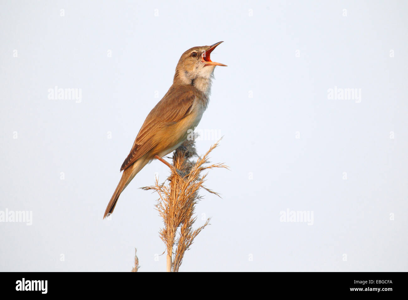 Reed Warbler (Acrocephalus Arundinaceus), männliche singen auf einem Reed-Stiel, Illmitz, Burgenland, Österreich Stockfoto