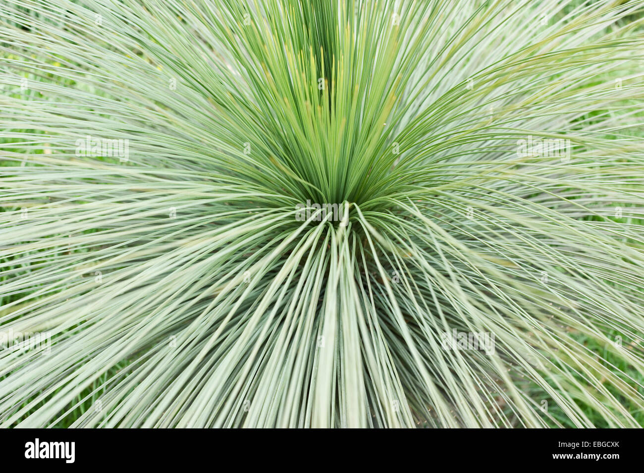 Agavenarten (Agave Stricta Monaco), Spanien Stockfotografie - Alamy