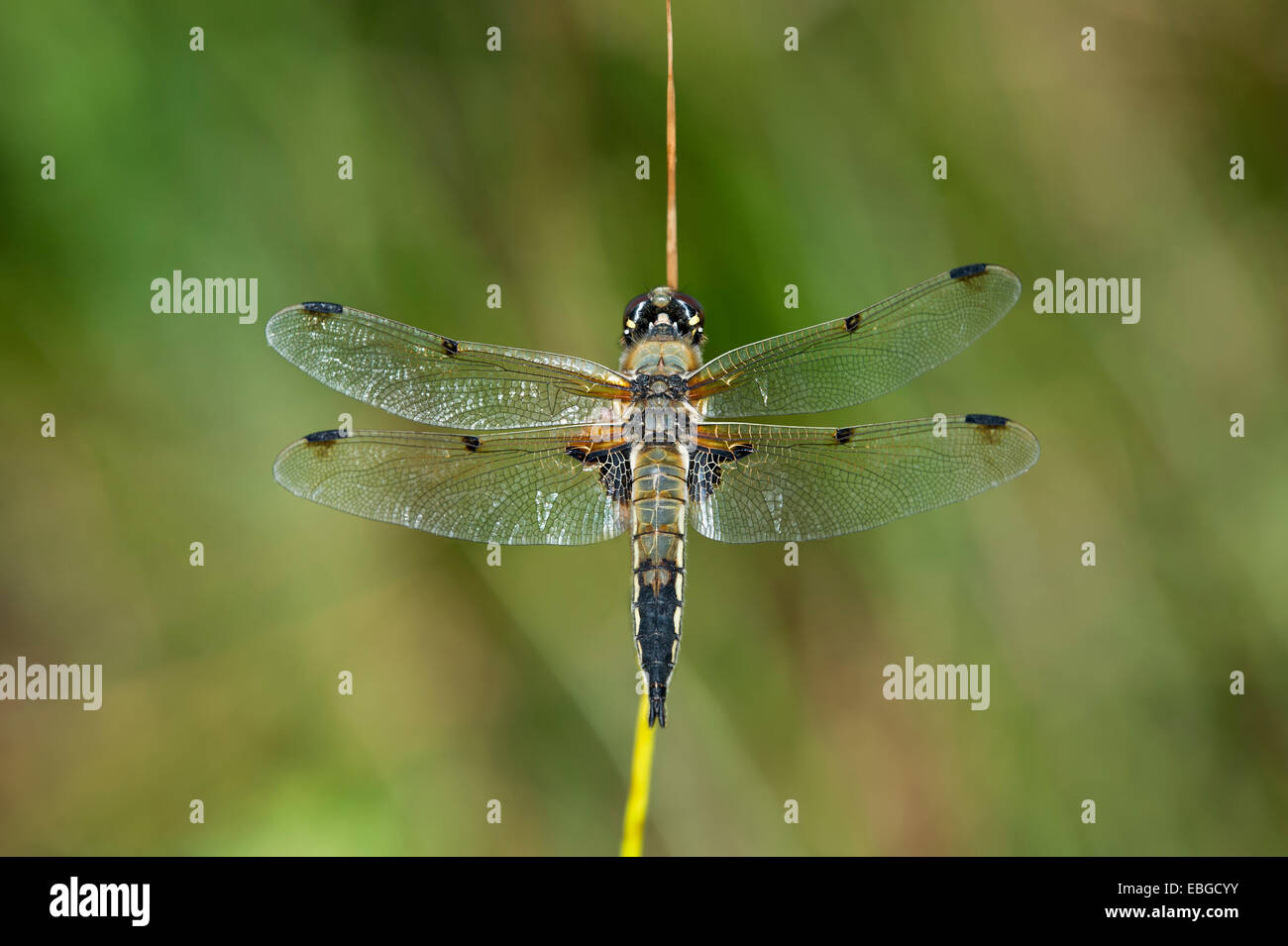 Vier-spotted Chaser (Libellula Quadrimaculata), Männlich, Versoix, Kanton Genf, Schweiz Stockfoto