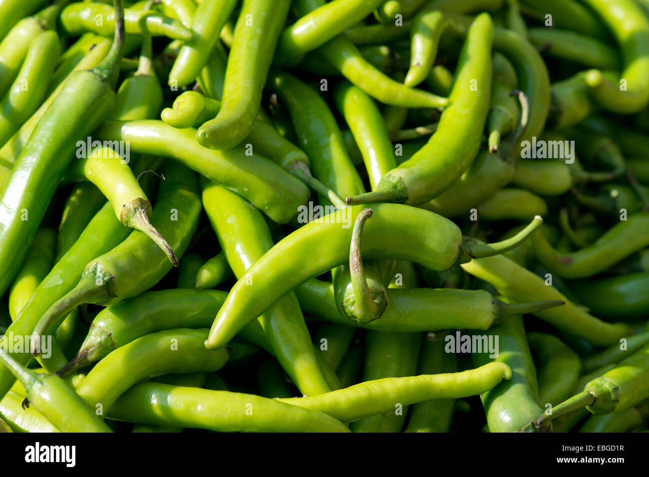 Grüne Chili, Jodhpur, Rajasthan, Indien Stockfoto