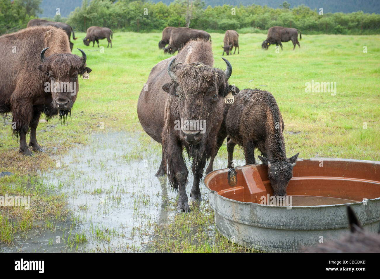 Holz-Bison (Bison Bison Athabascae) (Wood Buffalo) weidenden Feld und Regen Trinkwasser in Alaska. Stockfoto