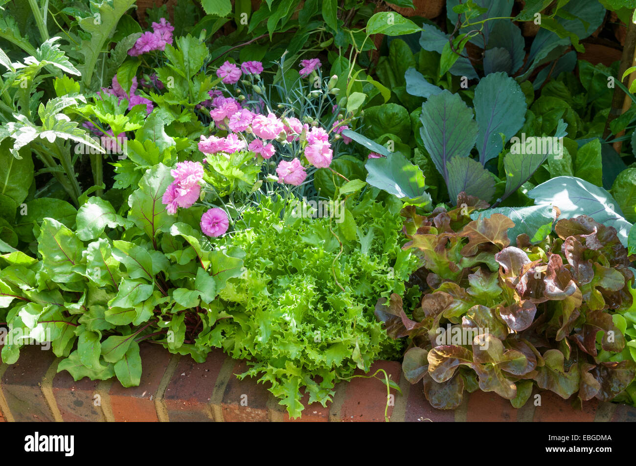 Hampton Court Blumenschau angehoben Salat-Bett Stockfoto