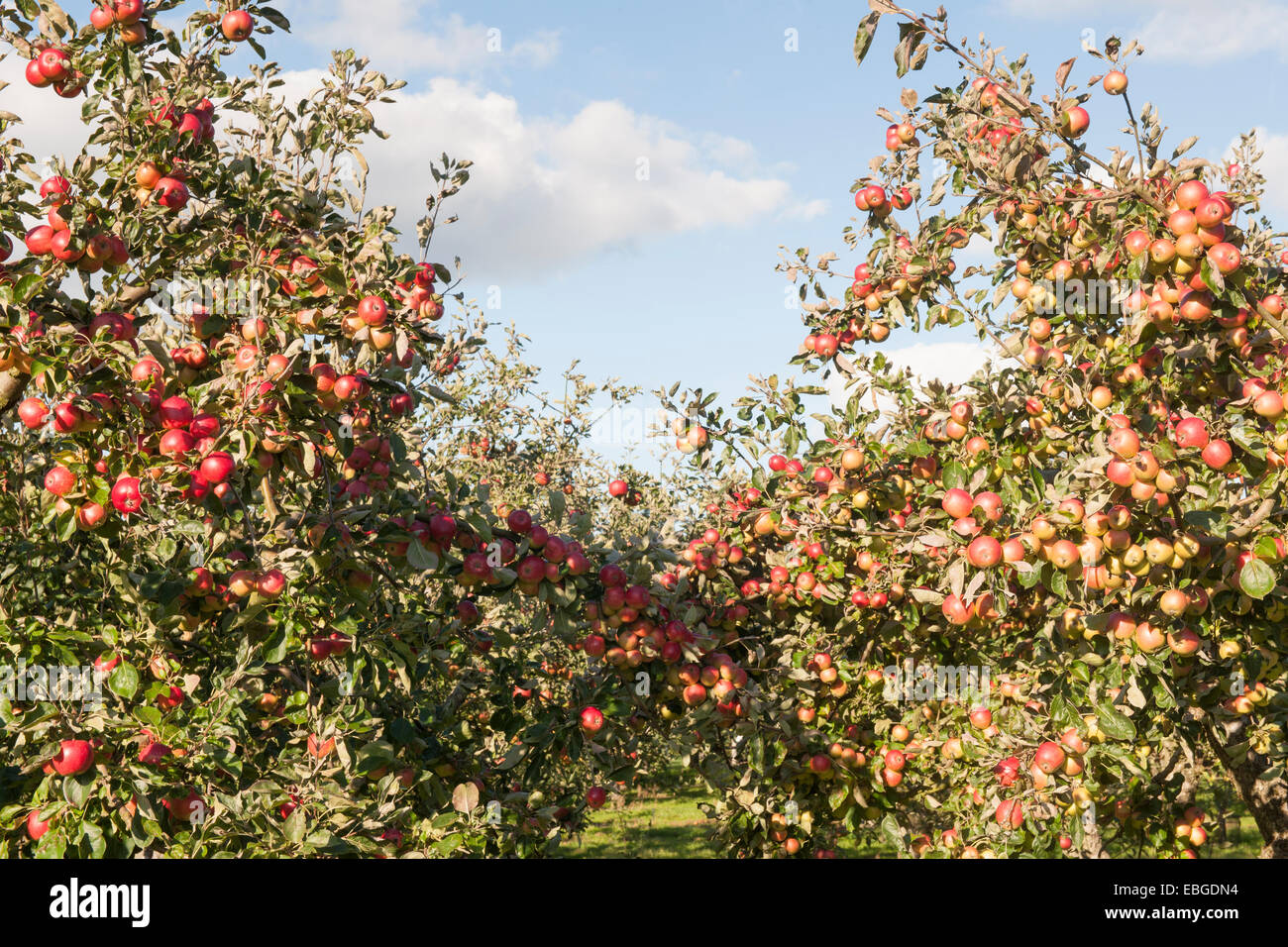 Die Reifen Äpfel im alten Obstgarten Stockfoto