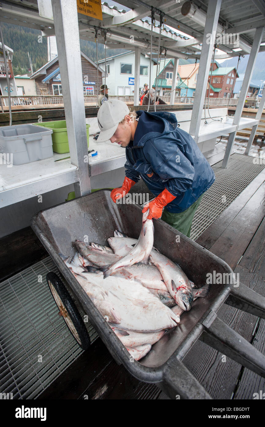 Fischer, wiegen, seinen Fang für den Tag in Seward, Alaska Stockfoto