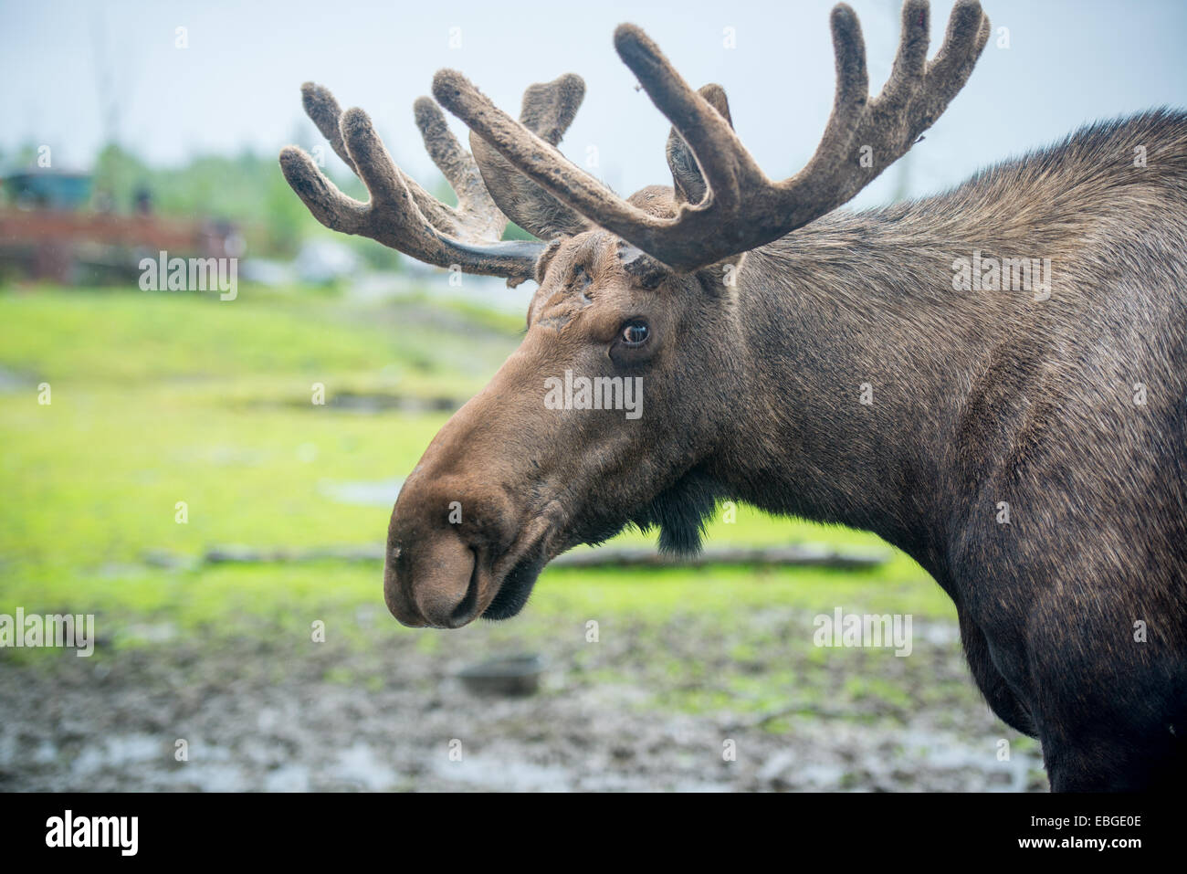 Elche (Alces Alces) in Alaska. Stockfoto