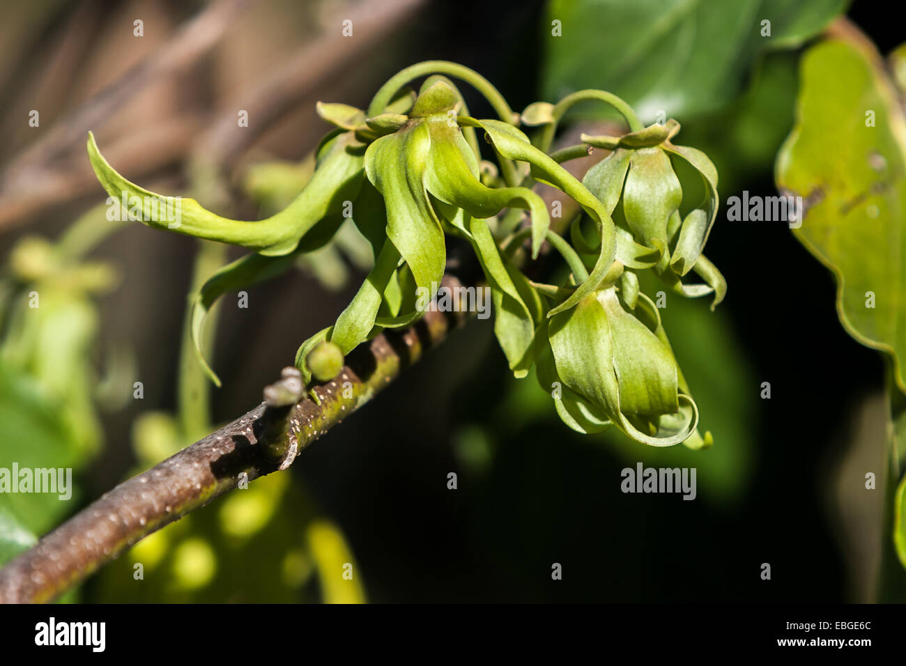 Ylang-Ylang Blumen am Baum, zur Herstellung von ätherischen Ölen in Nosy Be, Madagaskar Stockfoto