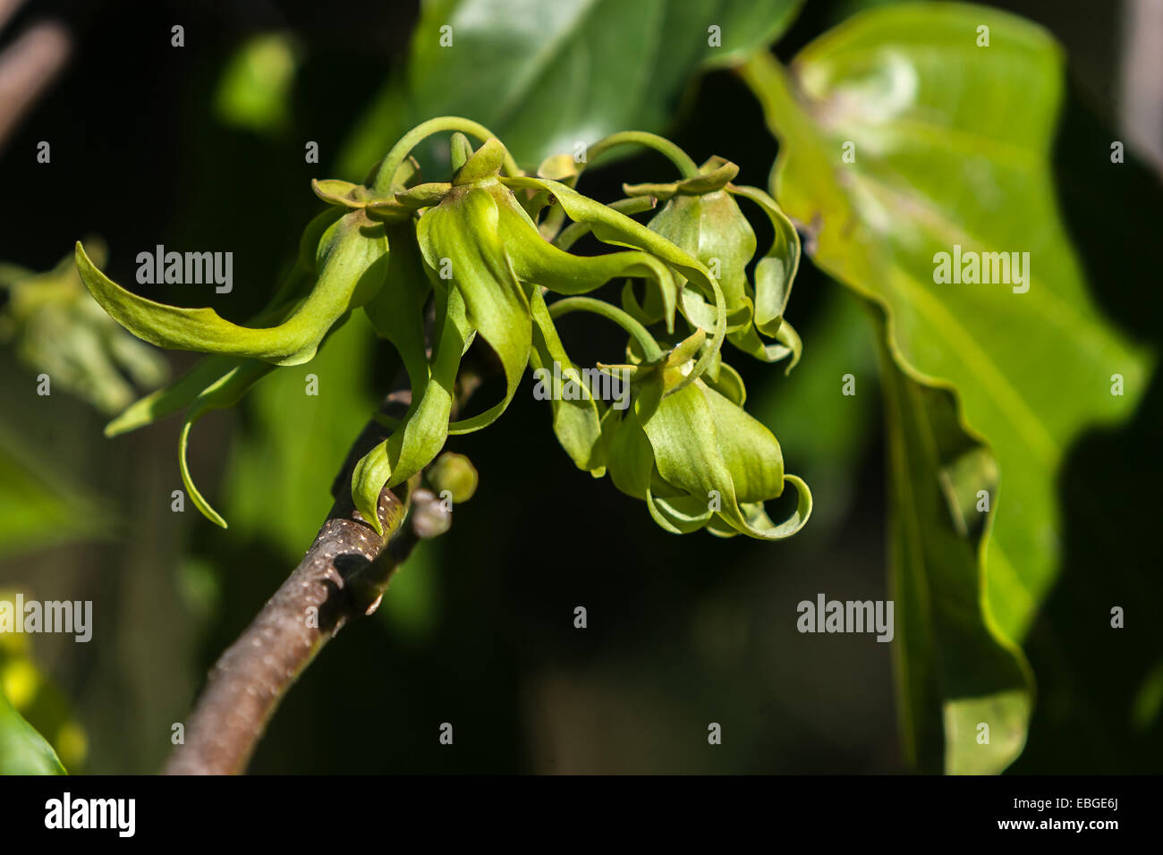 Ylang-Ylang Blumen am Baum, zur Herstellung von ätherischen Ölen in Nosy Be, Madagaskar Stockfoto