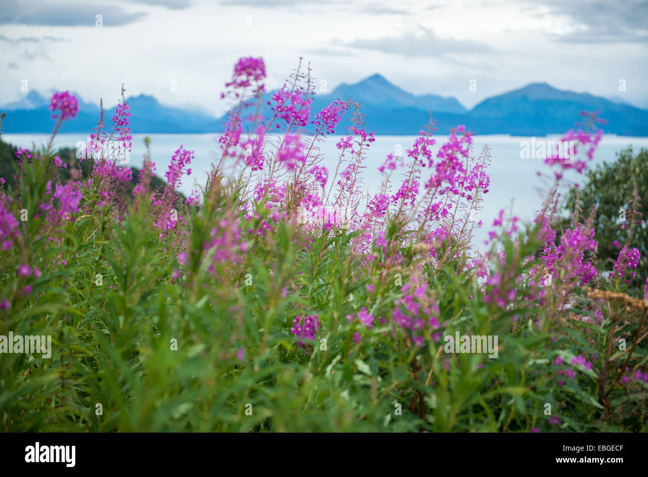 Weidenröschen (Epilobium Angustifolium) und Landschaft in der Nähe von Homer Alaska Stockfoto
