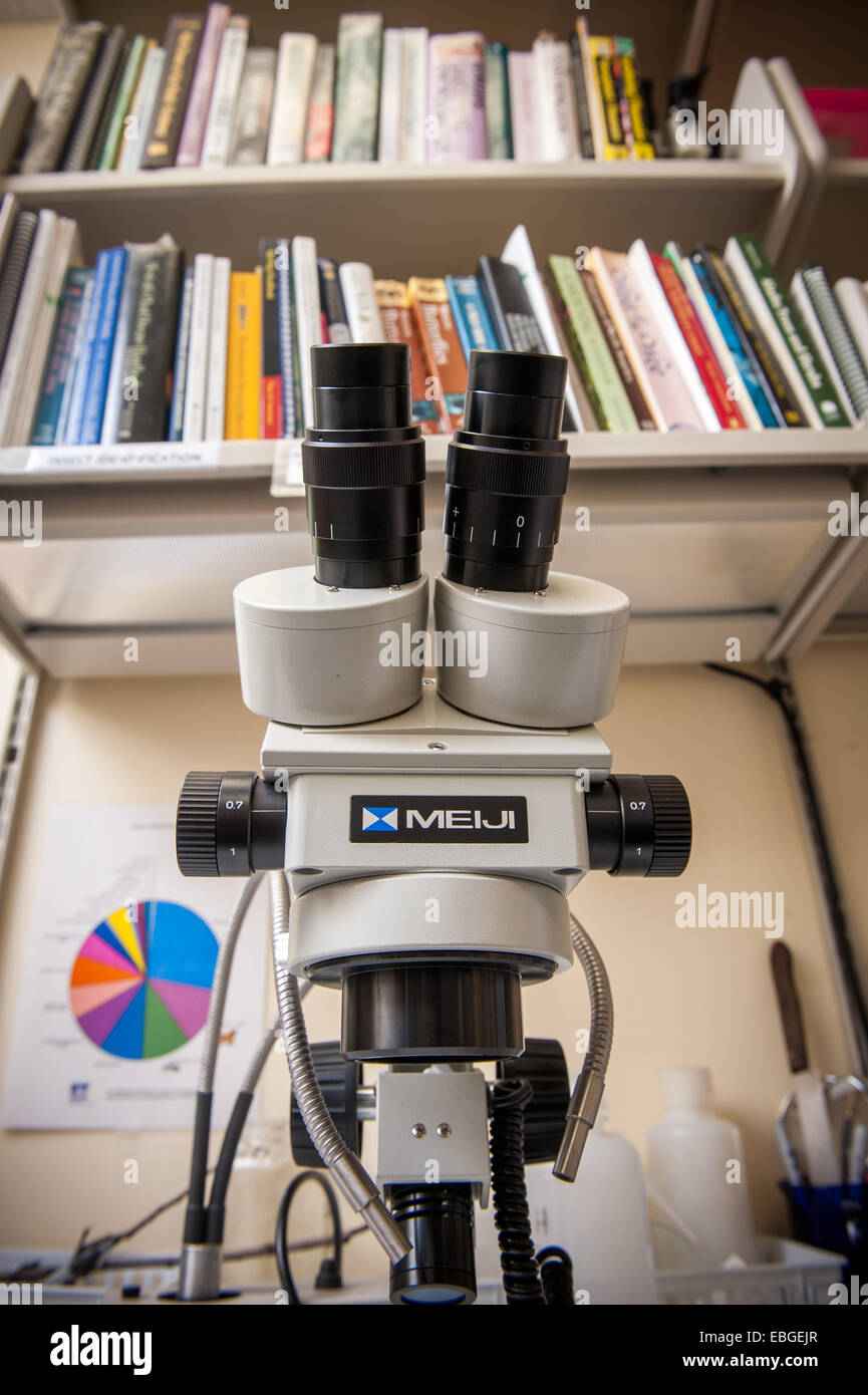 Mikroskop in einem Schädling diagnostischen Labor Stockfoto