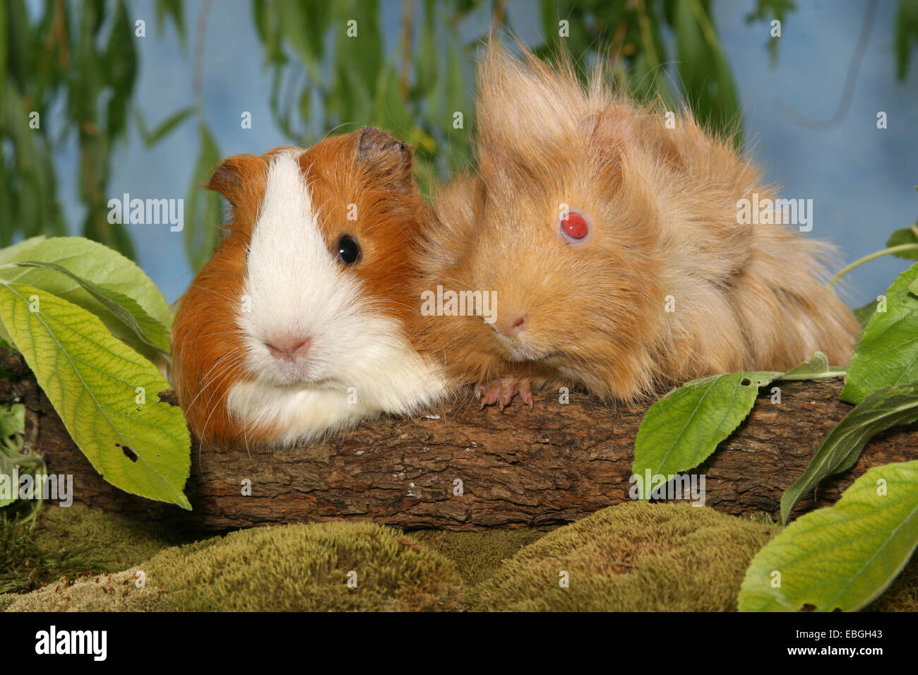 2 Guninea Schweine Stockfoto