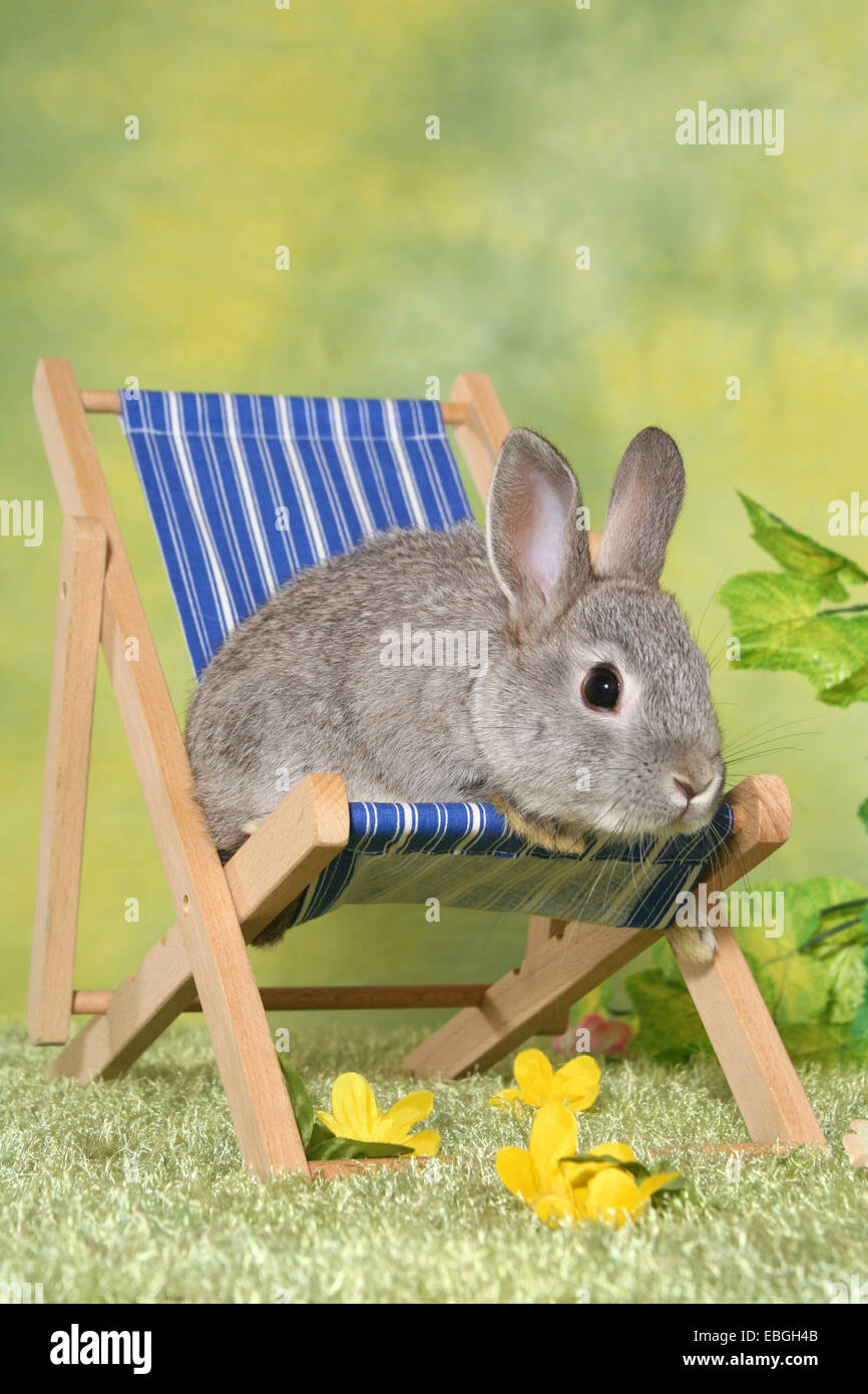 junge Kaninchen Stockfoto