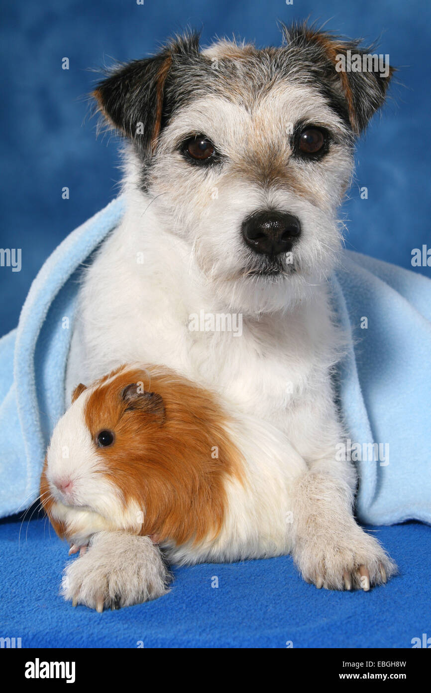 Parson Russell Terrier und Guninea Schwein Stockfoto