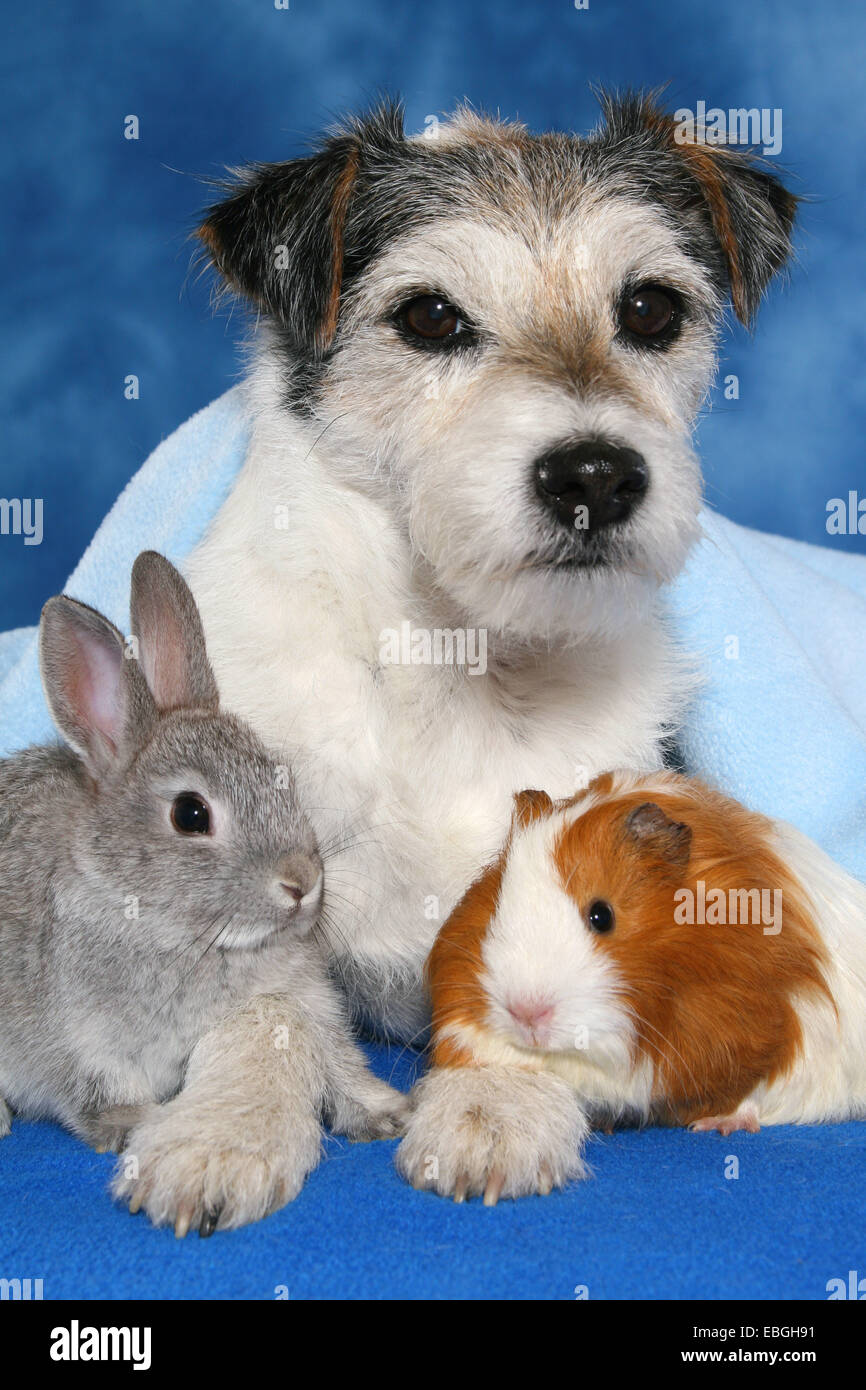 Hund, Schwein, pygmy Kaninchen und guninea Stockfoto
