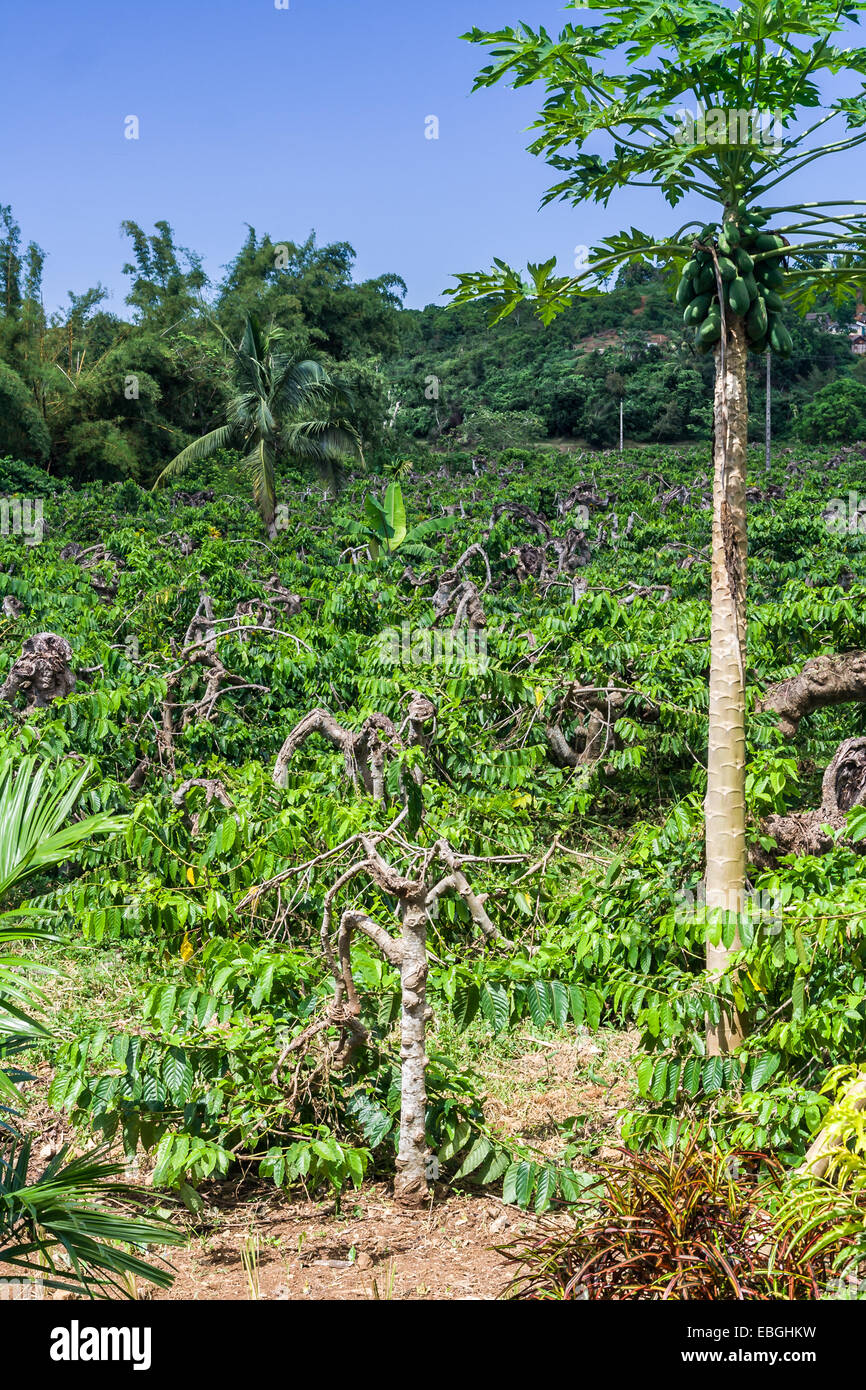 Ylang-Ylang-Plantage in Nosy Be, Madagaskar Stockfoto