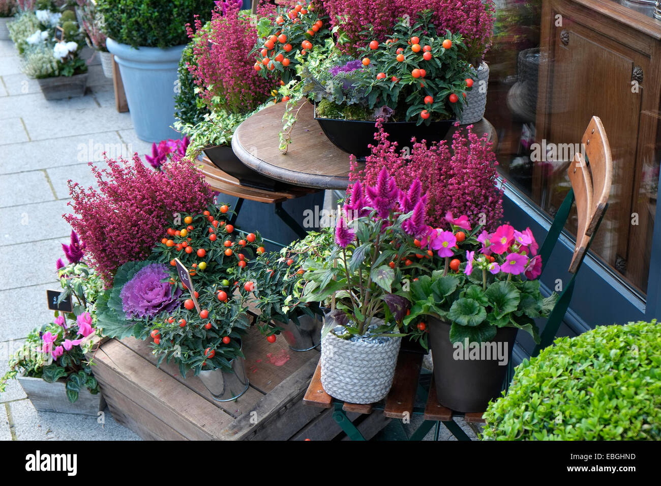 Blütenpracht vor Blumenladen, Normandie, Frankreich Stockfoto