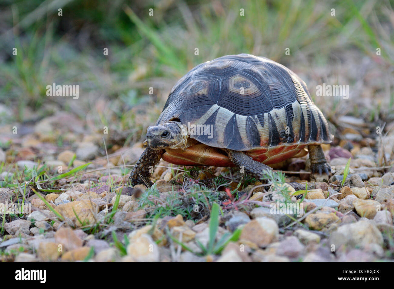 Südafrikanische Bugspriet Schildkröte (Chersina Angulata), zu Fuß auf Kiese, Südafrika, Addo Elephant National Park Stockfoto