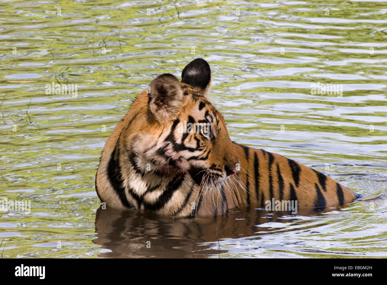 Tiger Im Fluss Stockfotos Und Bilder Kaufen Alamy