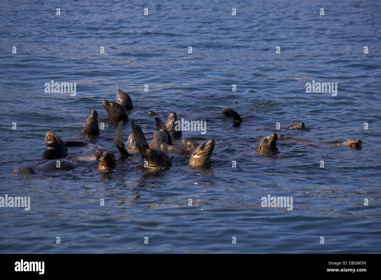 Kalifornischer Seelöwe (Zalophus Californianus), Gruppe in Wasser, USA, Kalifornien Stockfoto