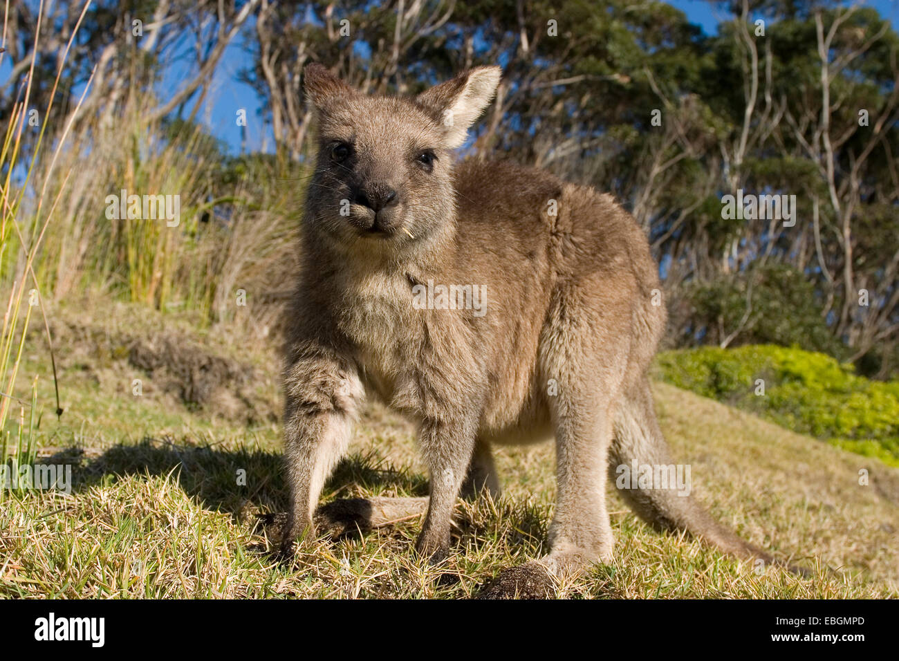 östliche graue Känguru (Macropus Giganteus), neugierig, Australien, New South Wales, Murramarang National Park Stockfoto