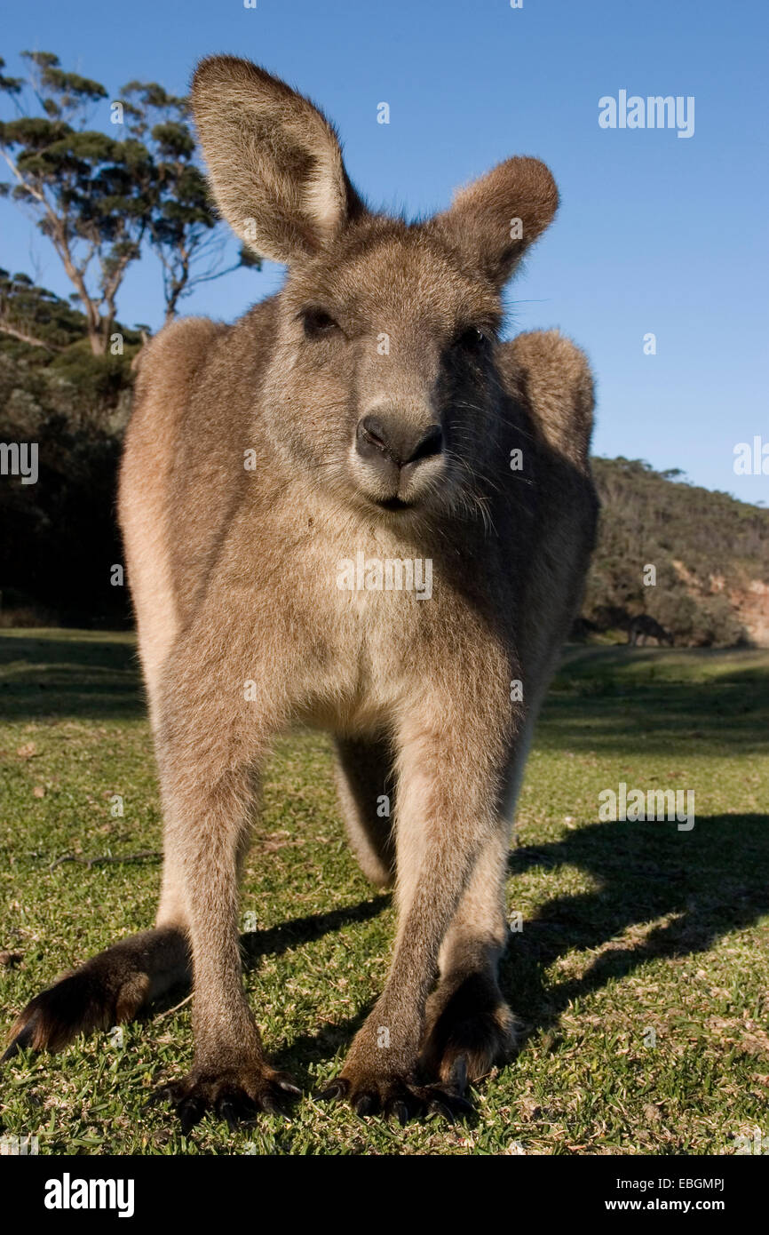 östliche graue Känguru (Macropus Giganteus), neugierig, Australien, New South Wales, Murramarang National Park Stockfoto