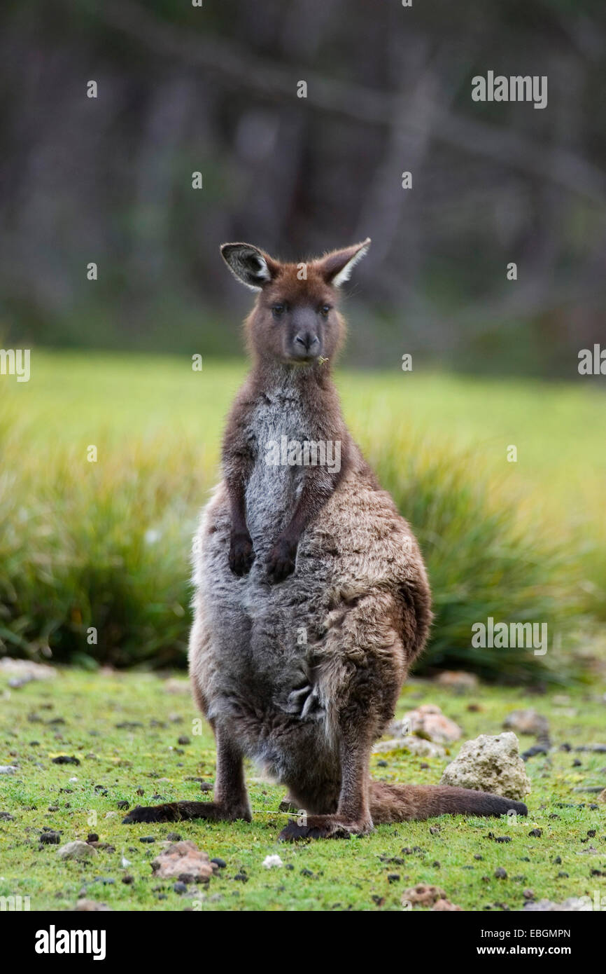 Känguru Kangaroo Island, Western Grey Kangaroo; Black-faced Känguru (Macropus Fuliginosus Fuliginosus), aufrecht stehend, Australien, Suedaustralien Stockfoto