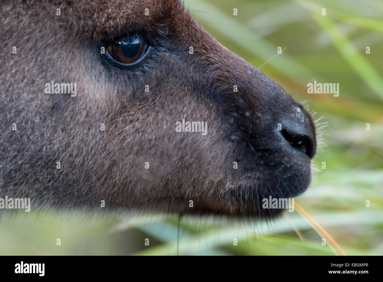 Känguru Kangaroo Island, Western Grey Kangaroo; Black-faced Känguru (Macropus Fuliginosus Fuliginosus), Schnauze, Australien, Suedaustralien Stockfoto