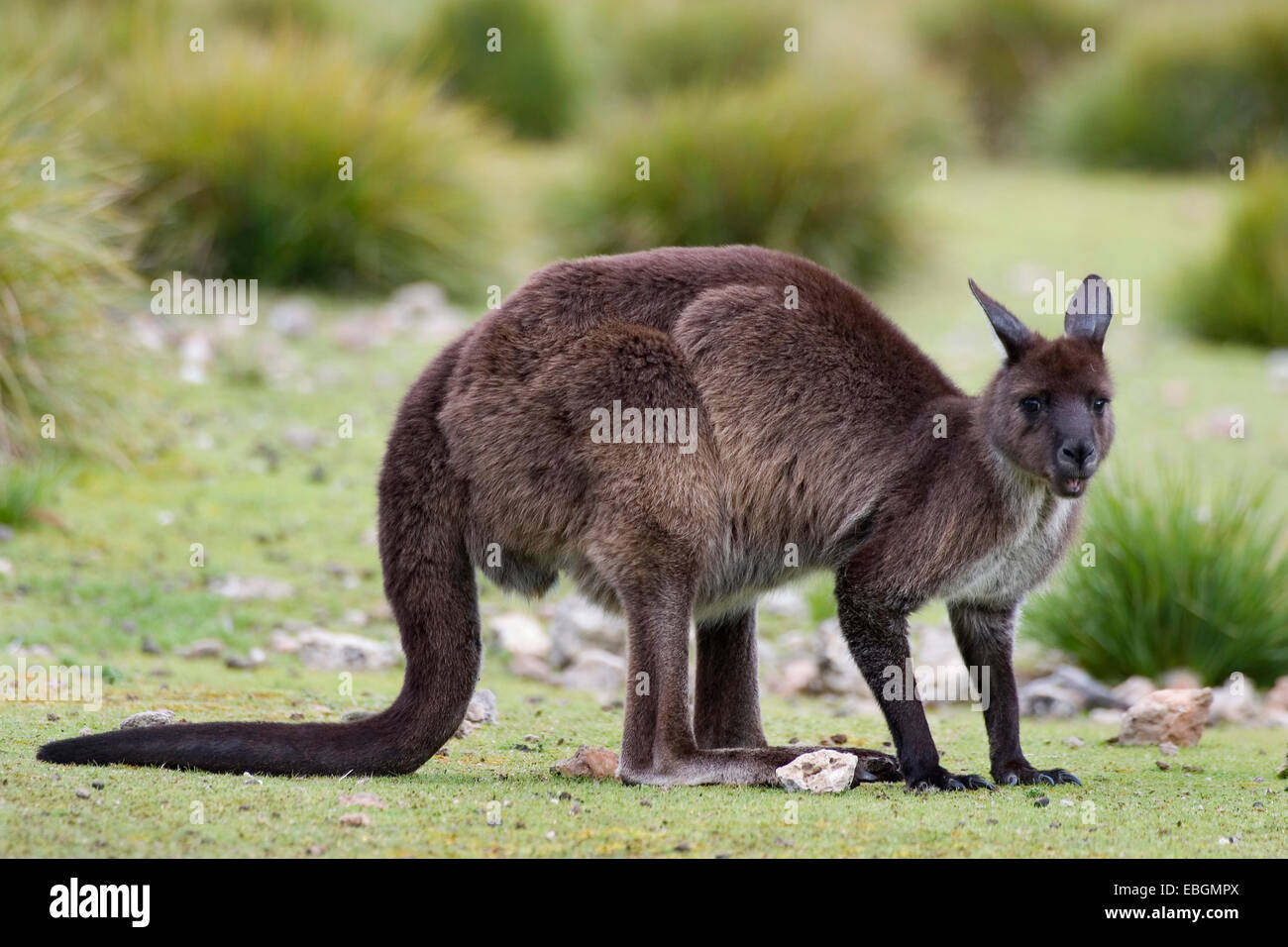 Känguru Kangaroo Island, Western Grey Kangaroo; Black-faced Känguru (Macropus Fuliginosus Fuliginosus), im Lebensraum, Australien, Suedaustralien Stockfoto