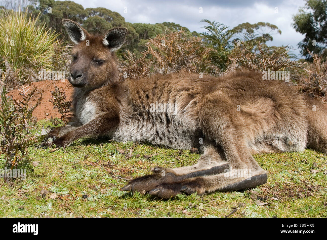 Känguru Kangaroo Island, Western Grey Kangaroo; Black-faced Känguru (Macropus Fuliginosus Fuliginosus), liegend, Australien, Suedaustralien Stockfoto
