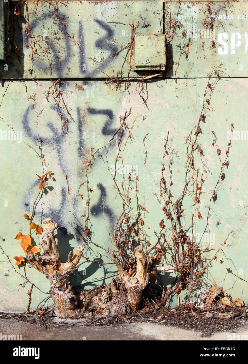 Wand-Patina und Pflanzenwachstum. Stockfoto