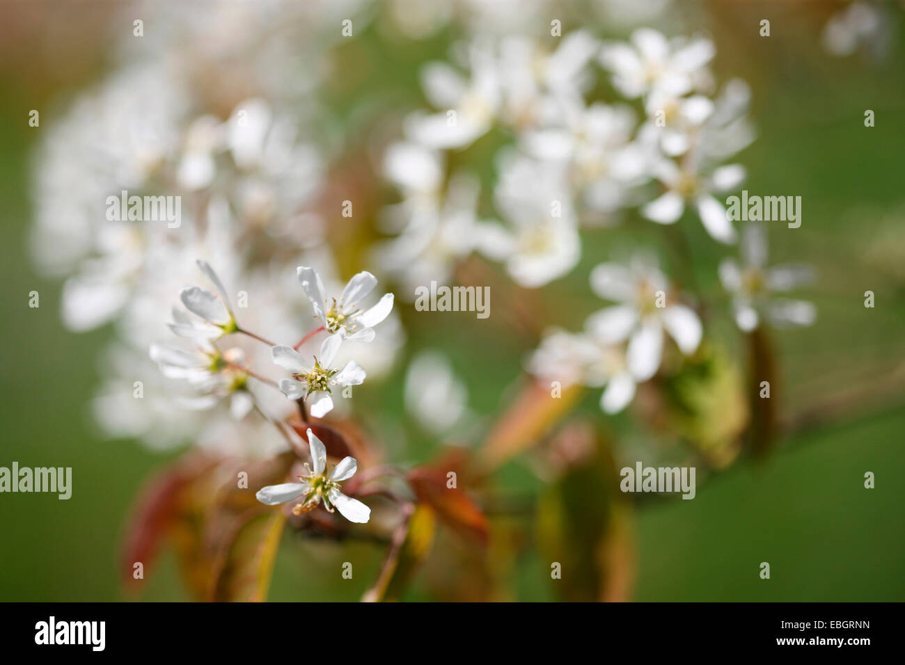 Elsbeere zarten weißen Blüten in der Frühlingssonne Jane Ann Butler Fotografie JABP1382 Stockfoto