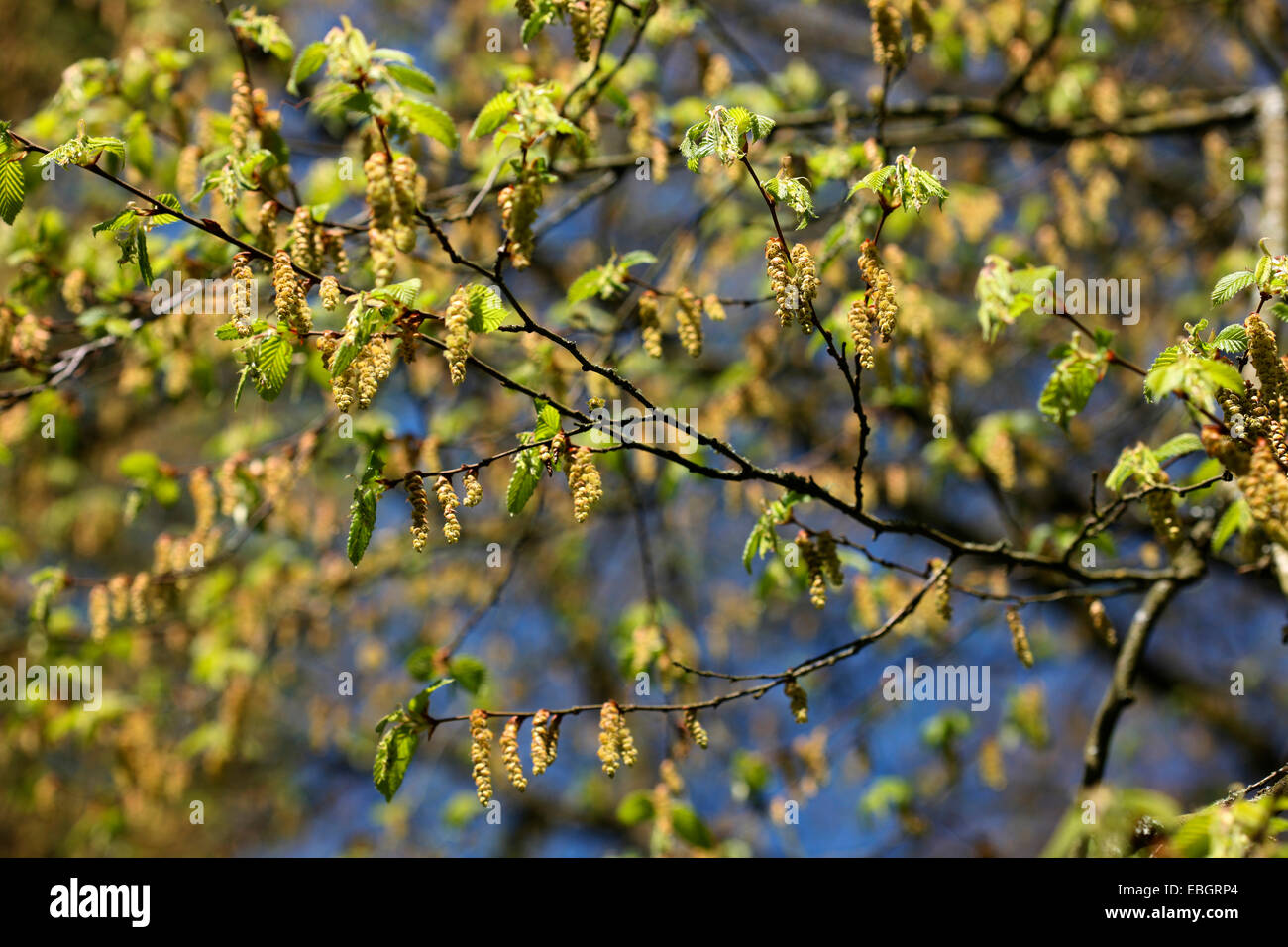 Carpinus Betulus Baum reichliche hängende Hülsen im Frühjahr Jane Ann Butler Fotografie JABP1389 Stockfoto