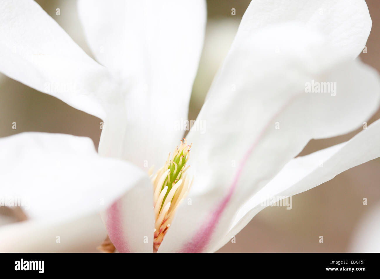 Beginn des Frühlings Saison schön weiß, rosa gestreifte Magnolien blühen Jane Ann Butler Fotografie JABP1031 Stockfoto