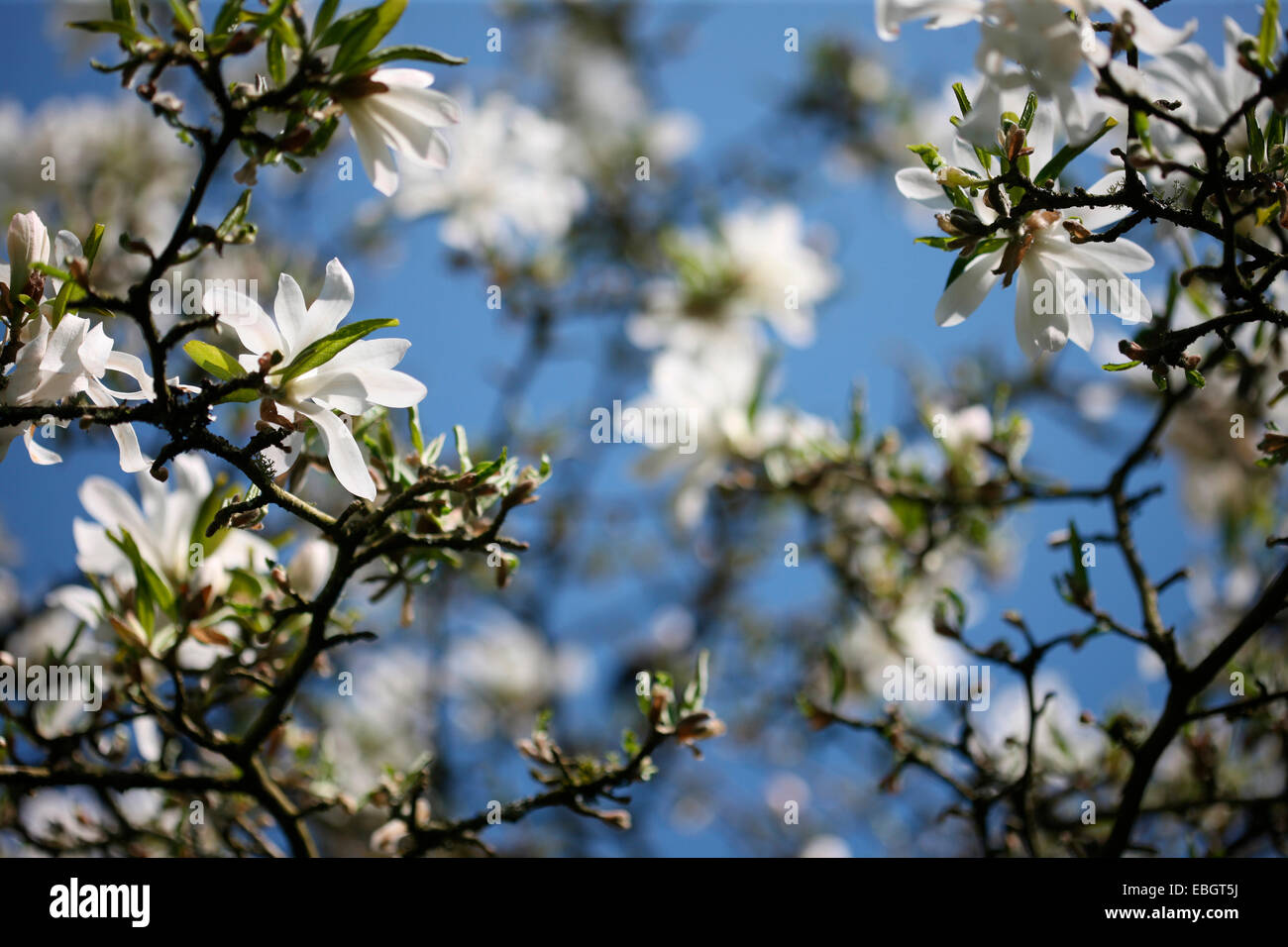 die atemberaubende Magnolia Stellata einen frühen Frühling Schönheit Jane Ann Butler Fotografie JABP1384 Stockfoto