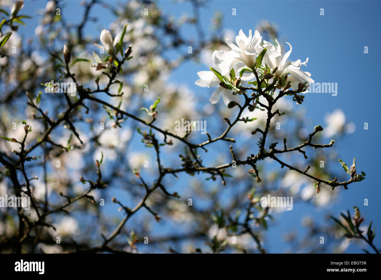 die atemberaubende Magnolia Stellata einen frühen Frühling Schönheit Jane Ann Butler Fotografie JABP1387 Stockfoto