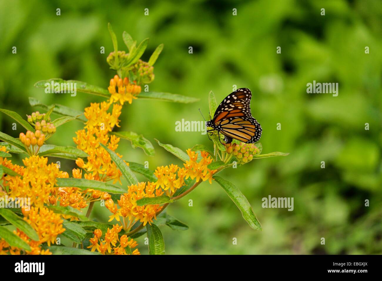 Weibliche Monarchfalter Verlegung Eiern auf Schmetterling Unkraut. Stockfoto