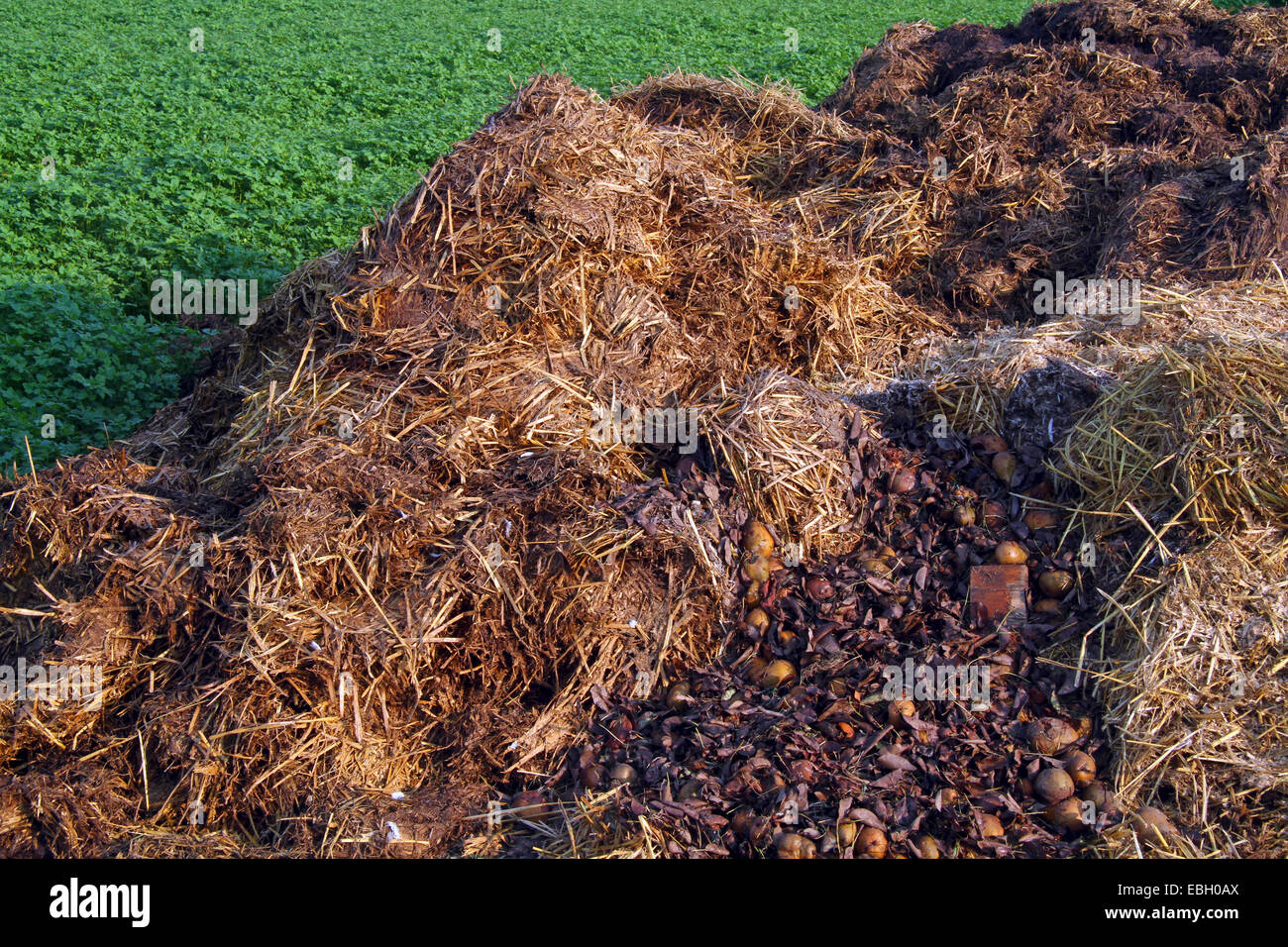 Misthaufen auf einem Feld, Deutschland Stockfoto