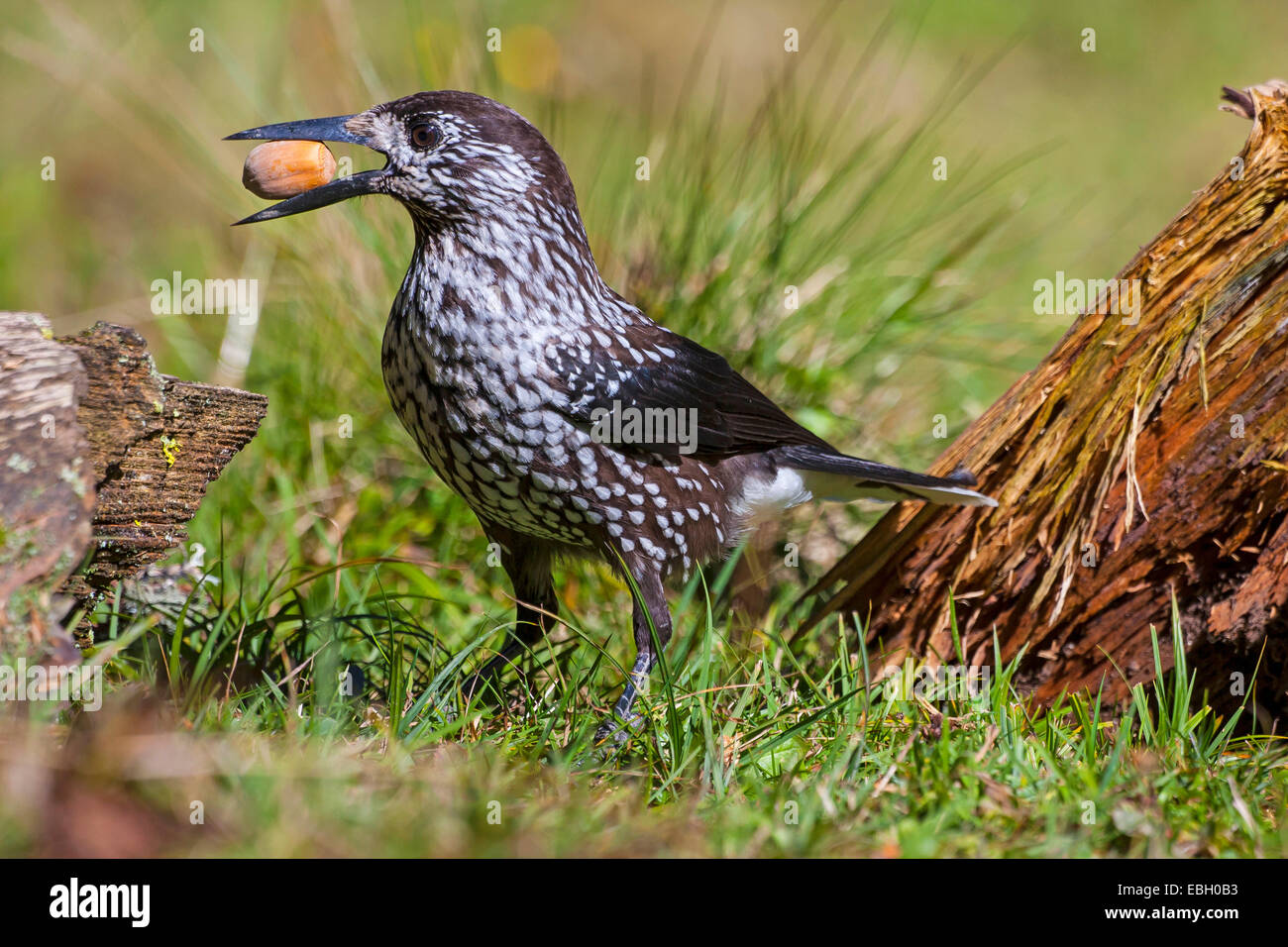 Gefleckte Tannenhäher (Nucifraga Caryocatactes), mit Haselnuss im Schnabel, Schweiz, Graubünden Stockfoto