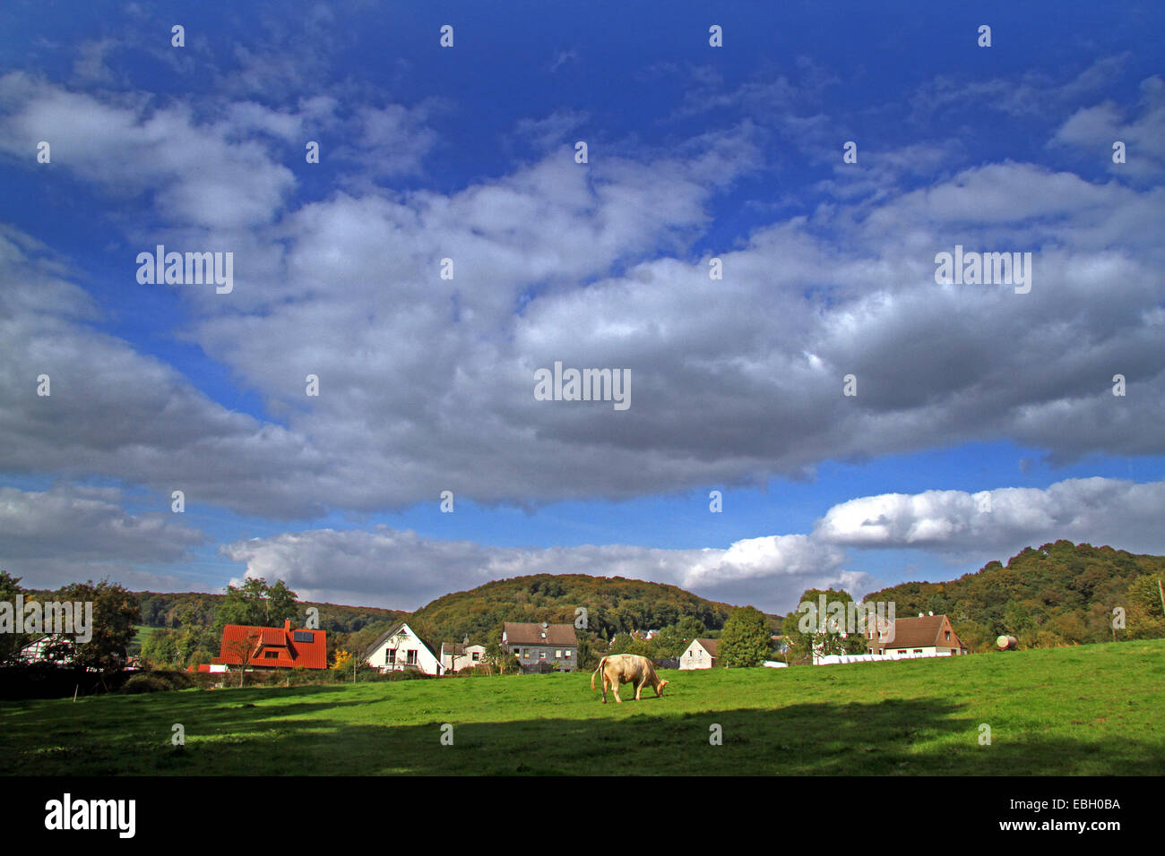 Hausrind (Bos Primigenius F. Taurus), Weide-Landschaft im Bergischen Land, Deutschland, Nordrhein Westfalen Stockfoto