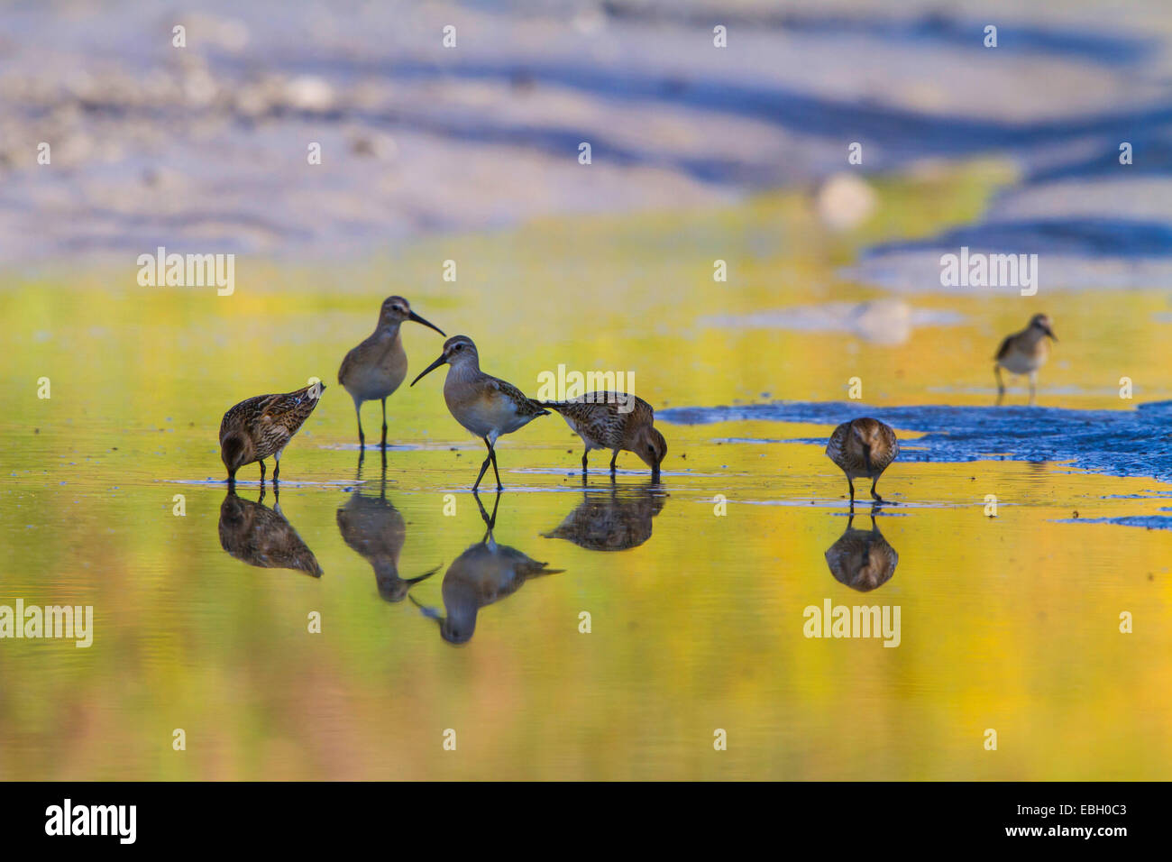 Sichelstrandläufer (Calidris Ferruginea), Arbeitsgruppe der Futtermittel, Schweiz, Sankt Gallen, Bodensee Stockfoto