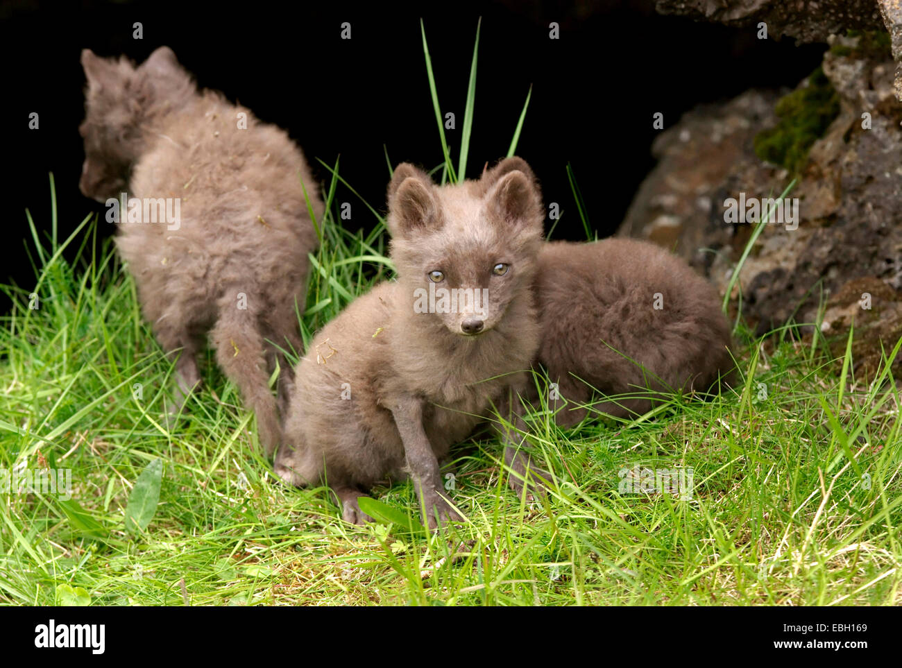 Polarfuchs (Alopex Lagopus), Fox Cubs, Island, Snaefellsnes, Londrangar Stockfoto