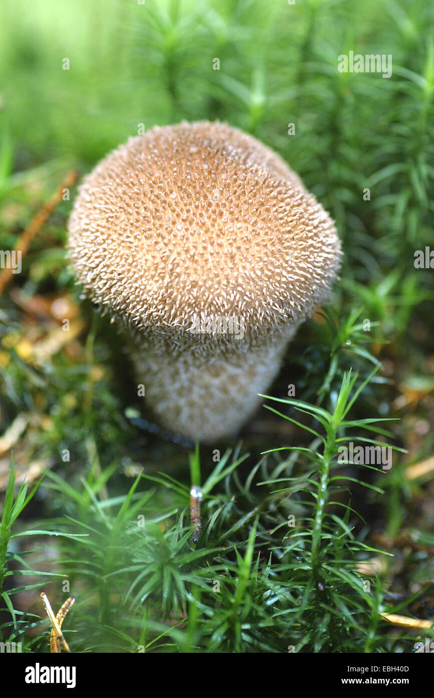 stachelige Puffball (Lycoperdon Echinatum), einzelne Fruchtkörper Körper Stockfoto